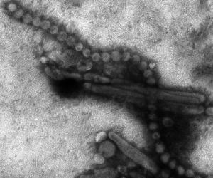 预防人感染H7N9禽流感公众指引